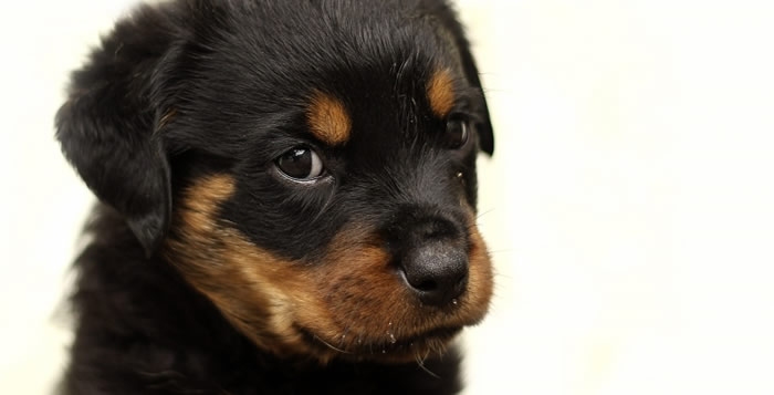 Dysplazie kyčelního kloubu u psů