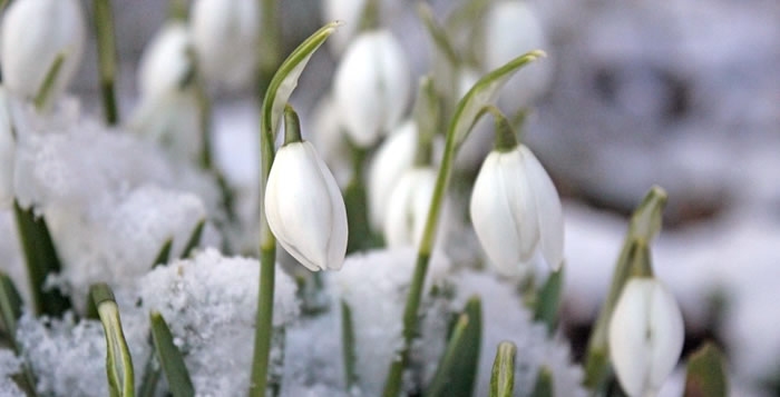 Homeopatická pomoc při jarní únavě